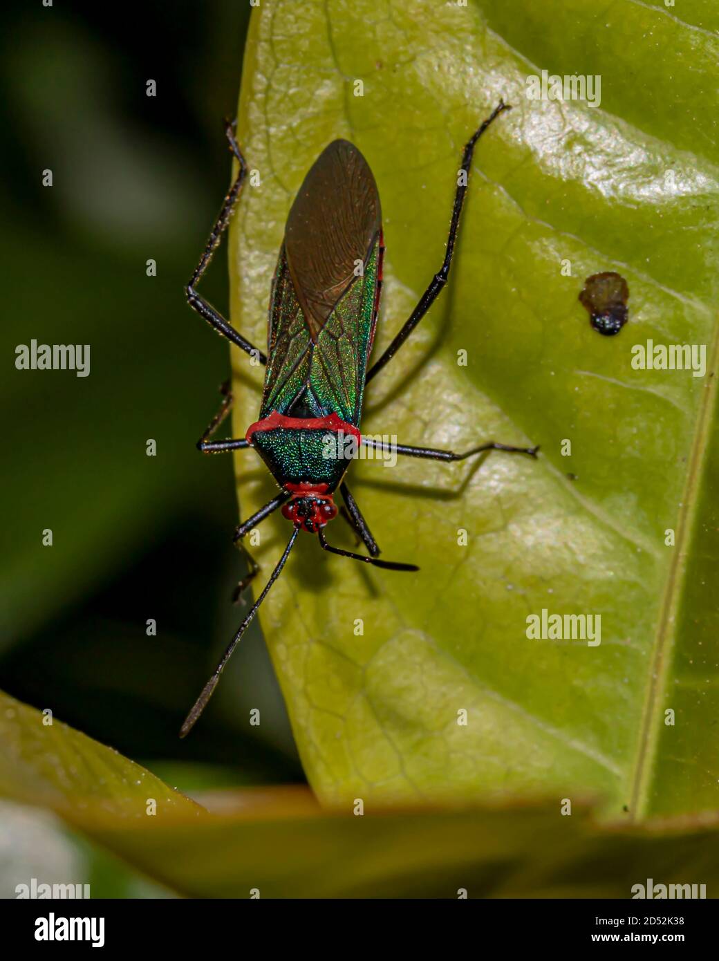 Sphictyrtus True Bug walking on a Green Leaf (Percevejo Sphictyrtus / Sphictyrtus sp. - Coreidae Family) Stock Photo