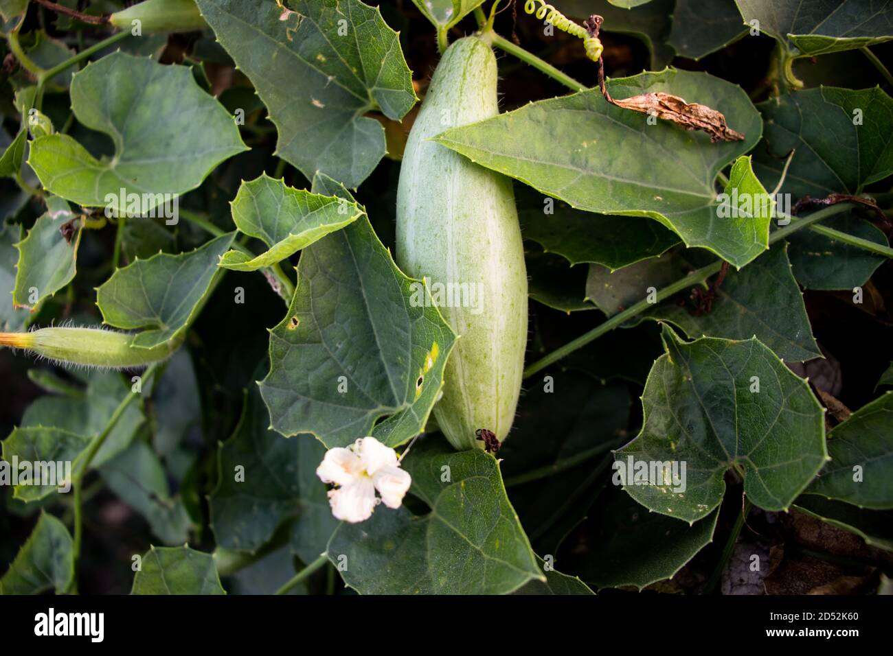 Pointed gourd hires stock photography and images Alamy