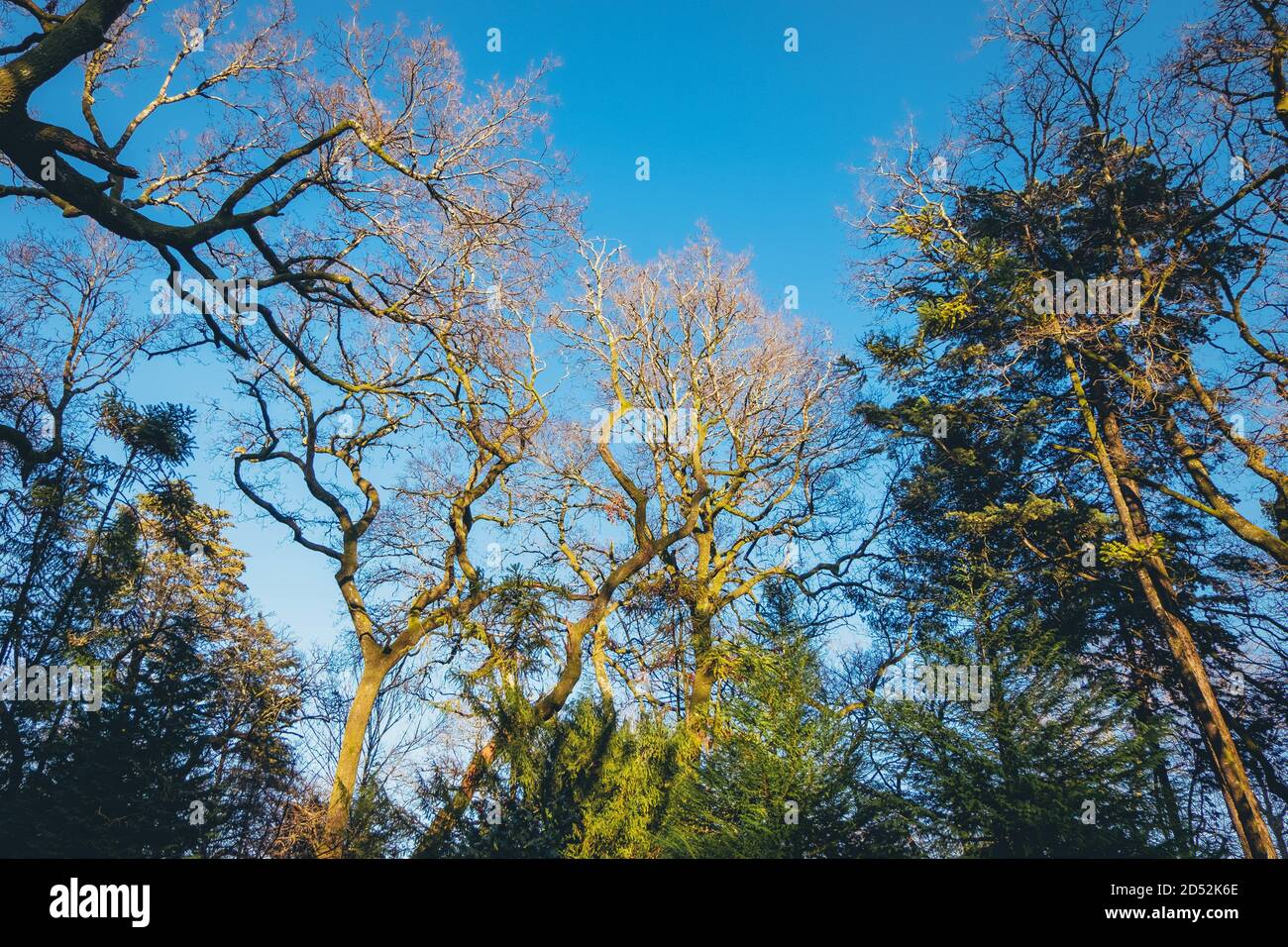 Low angle shot of a forest landscape with trees Stock Photo - Alamy