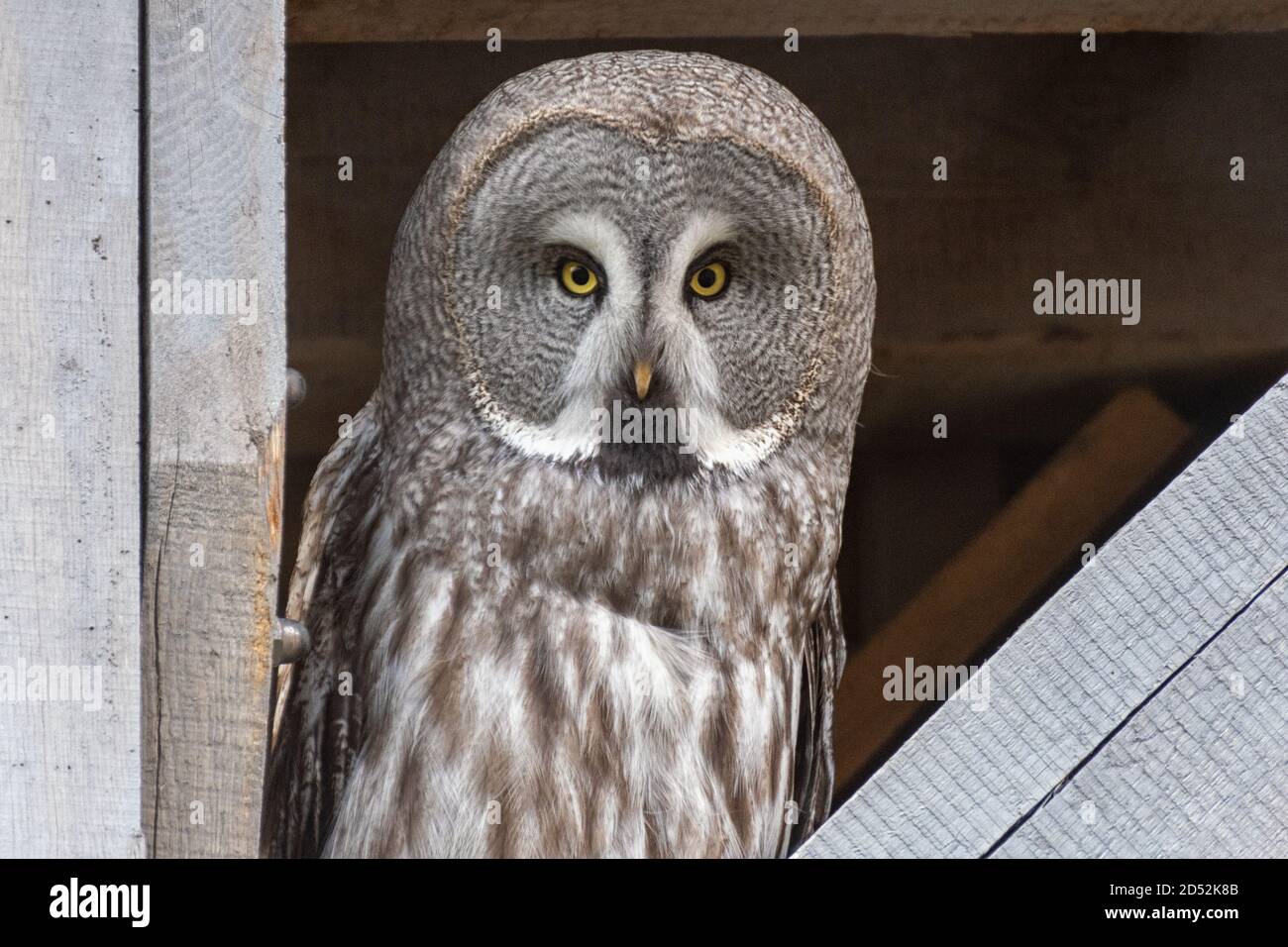 The head of a great gray owl Stock Photo