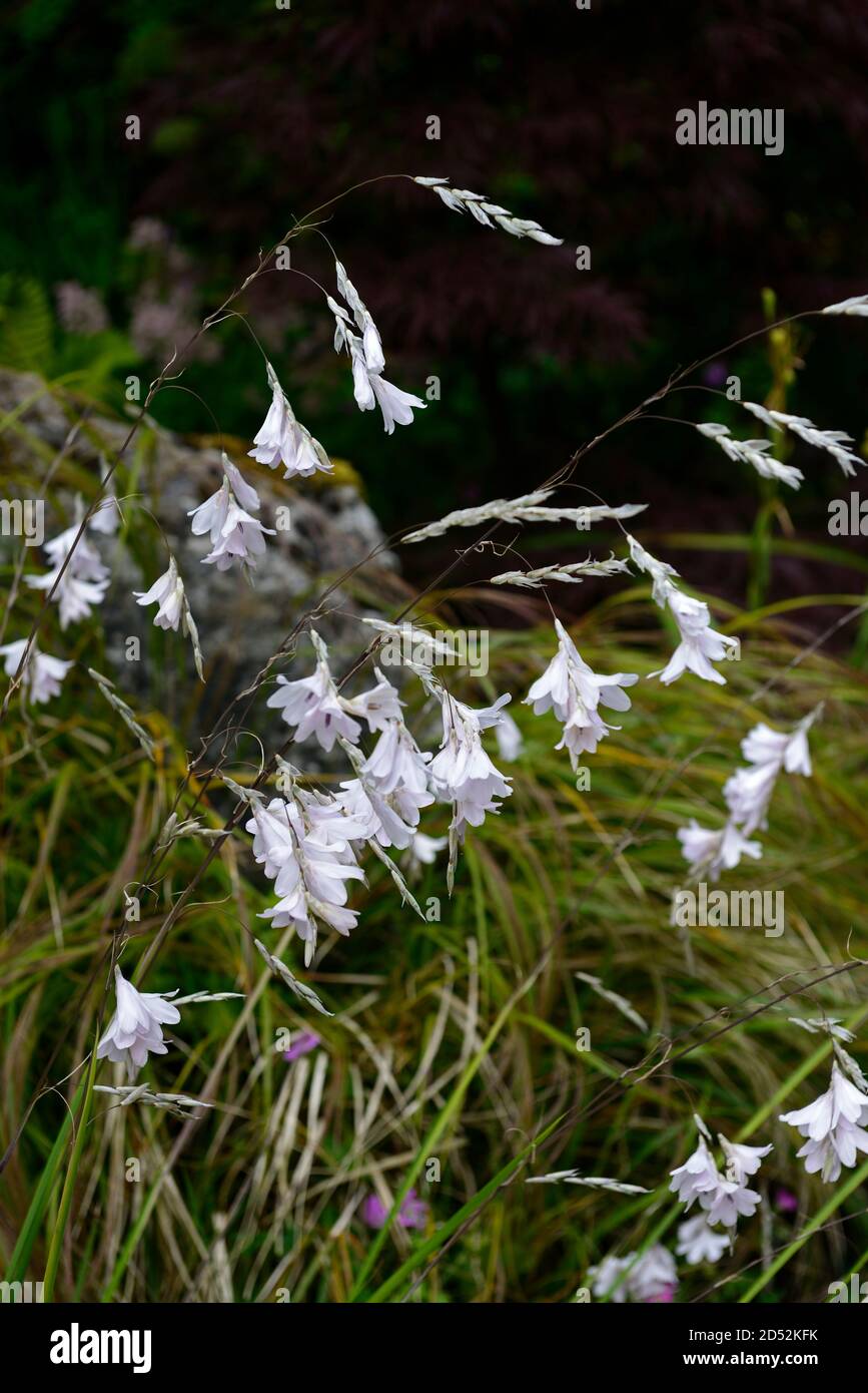 dierama pulcherrimum guinevere,white flowers,flower,angels fishing rod,perennial,summer,RM Floral Stock Photo