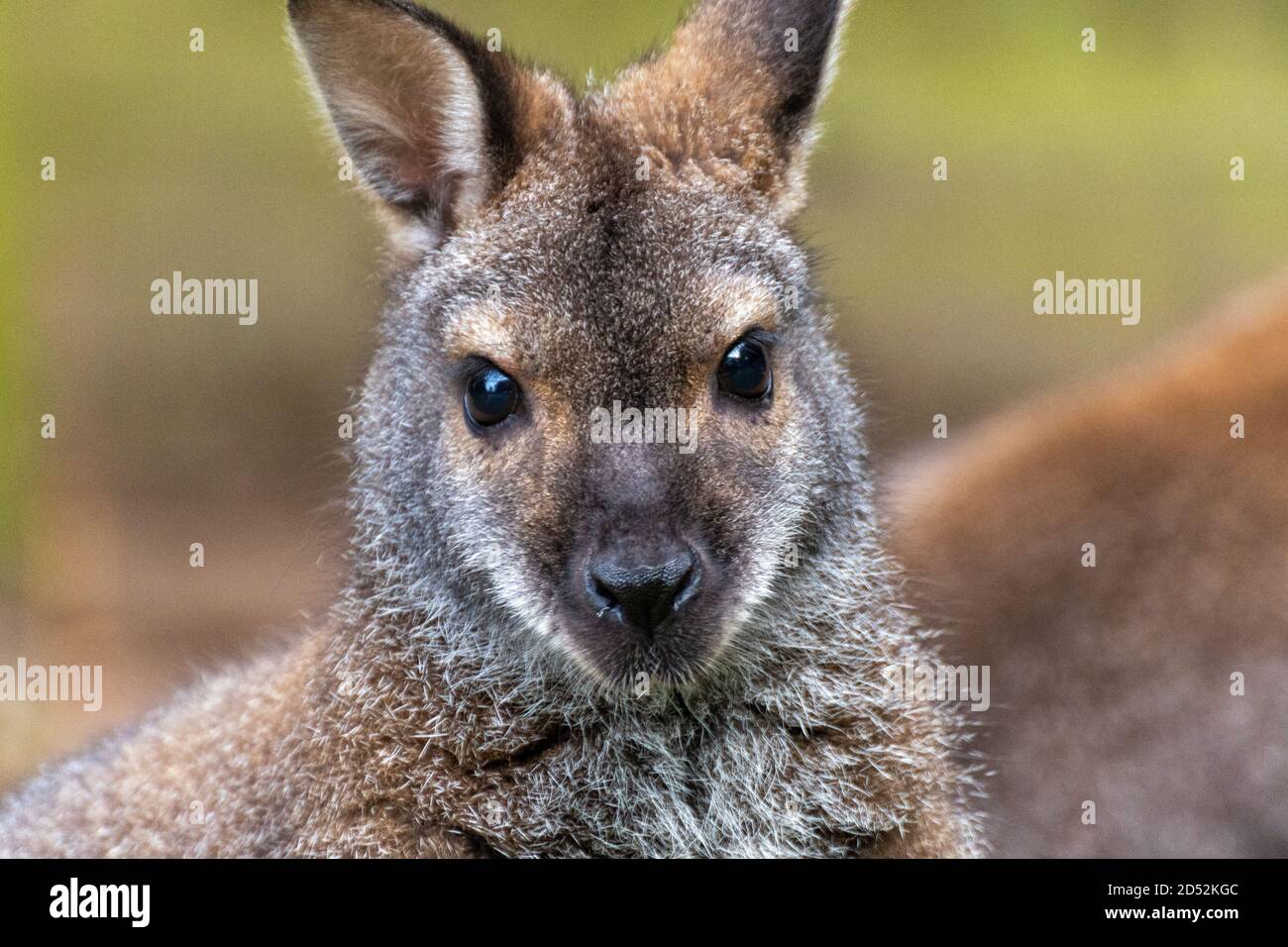 Close up of the head of a Bennett kangaroo Stock Photo