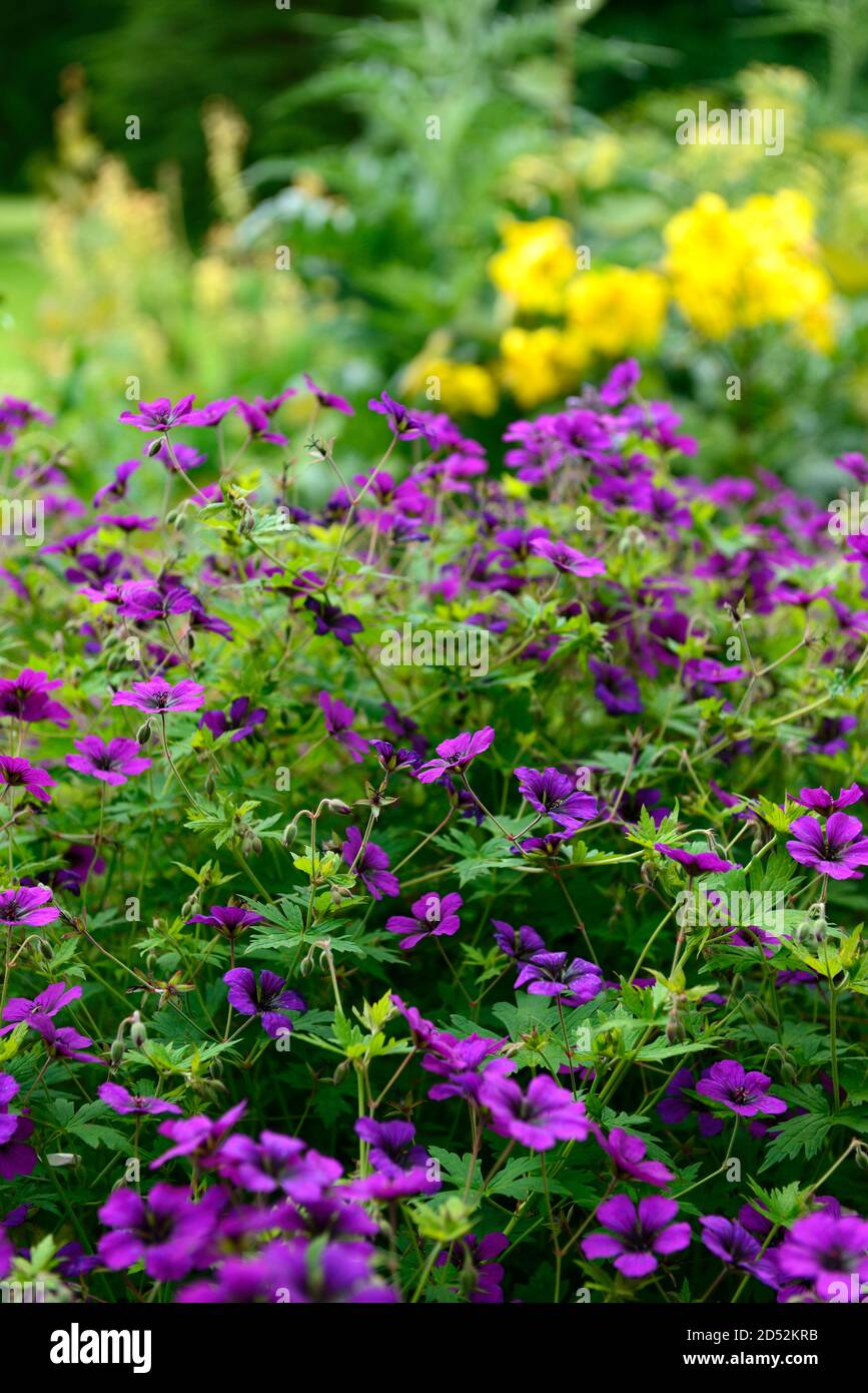 Geranium Anne Thomson, Geranium procurrens x Geranium psilostemon,purple magenta flowers,flowering,RM Floral Stock Photo