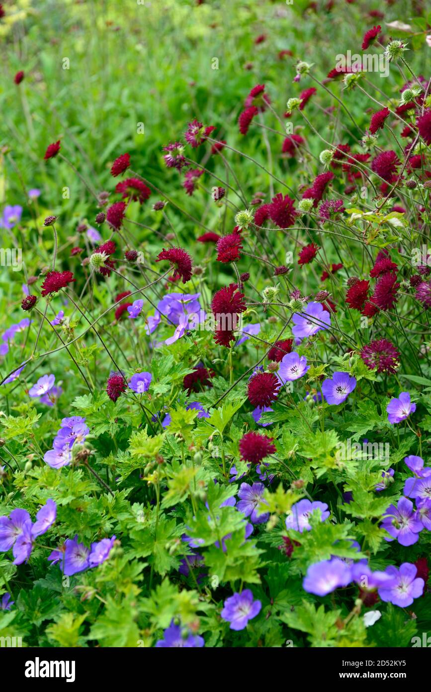 Scabiosa atropurpurea Burgundy Beau,geranium rozanne,blue purple  flowers,flowering,mix,mixed,wildlife friendly,bee  friendly,wildflowers,wildflower gar Stock Photo - Alamy