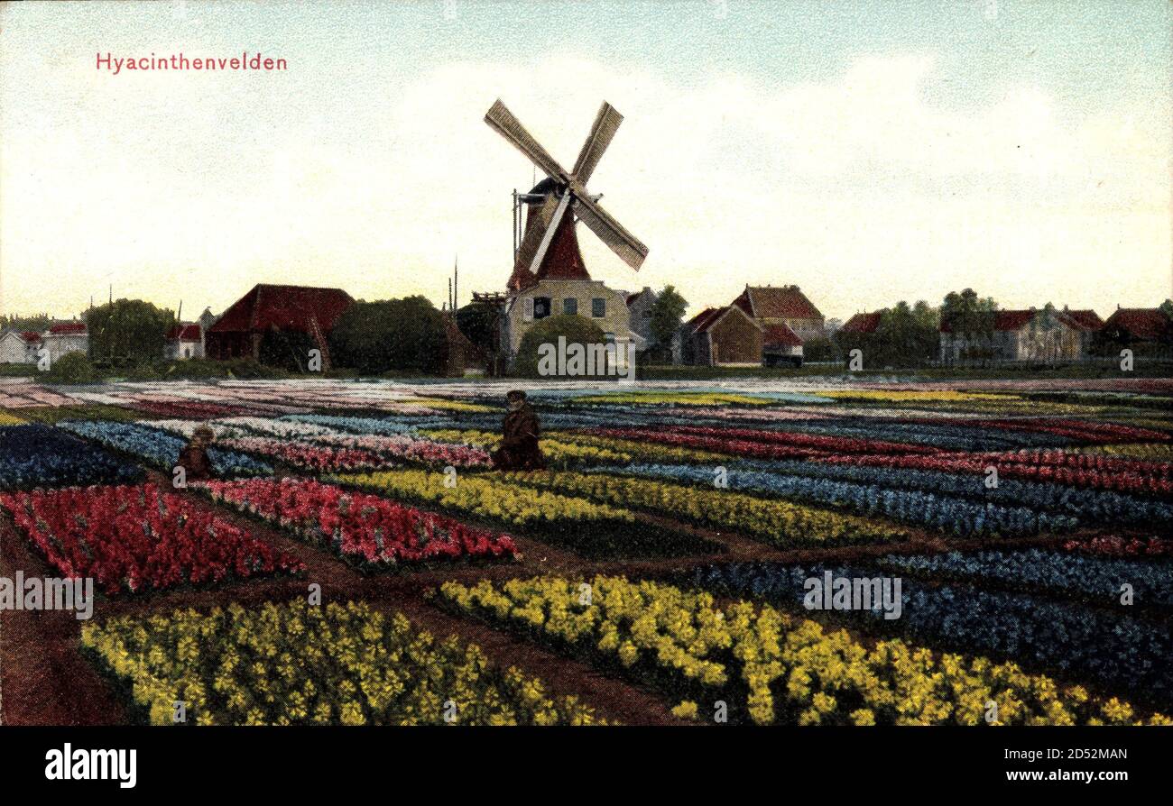 Hyacinthenvelden, Windmühle in den Niederlanden, Blumenfeld | usage worldwide Stock Photo