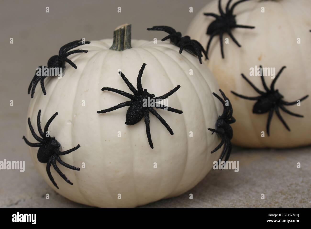 white plastic spiders