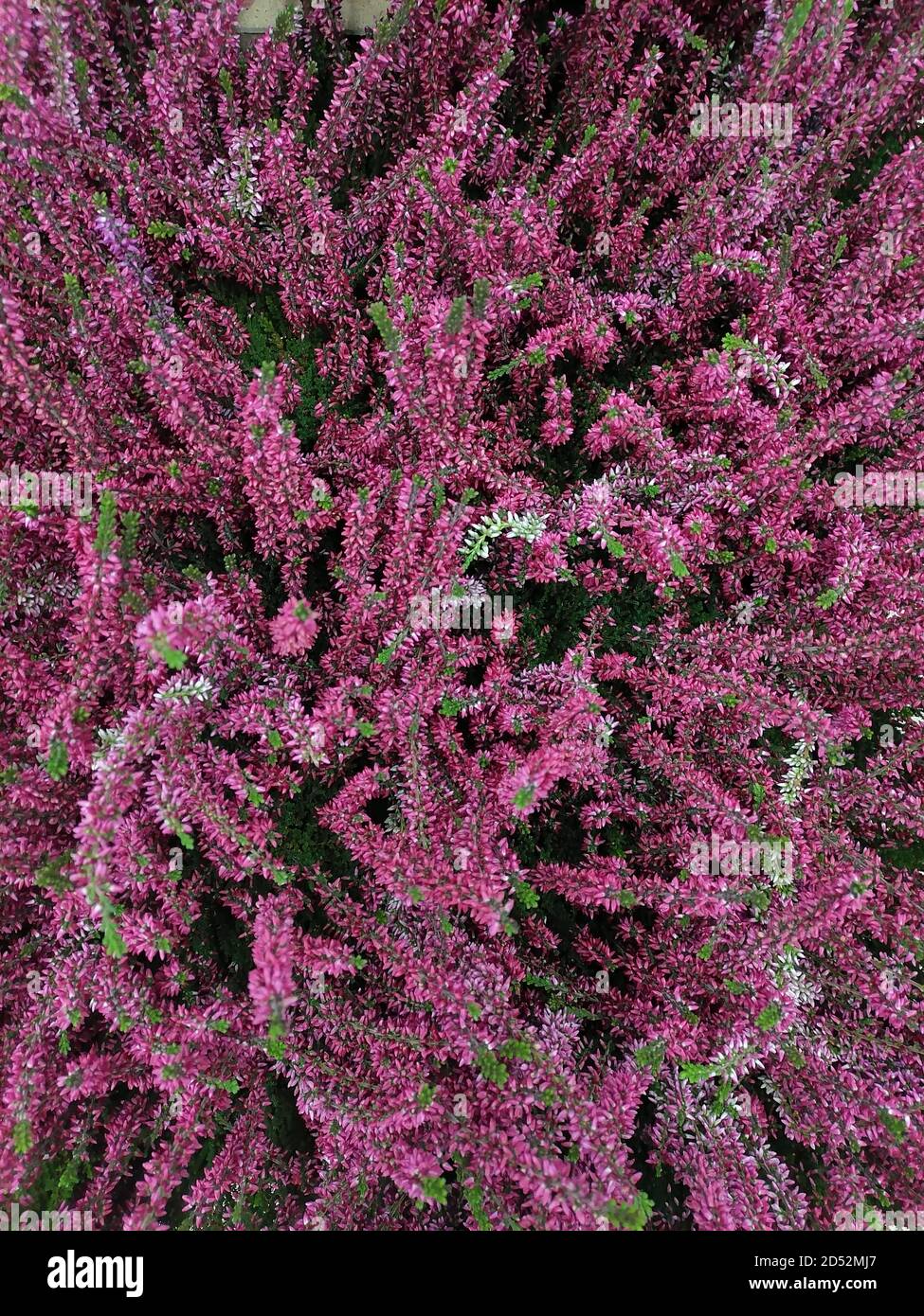 Calluna vulgaris, Ling or Erica in bloom. Vertical floral