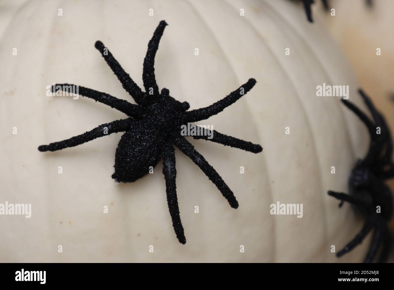 white plastic spiders