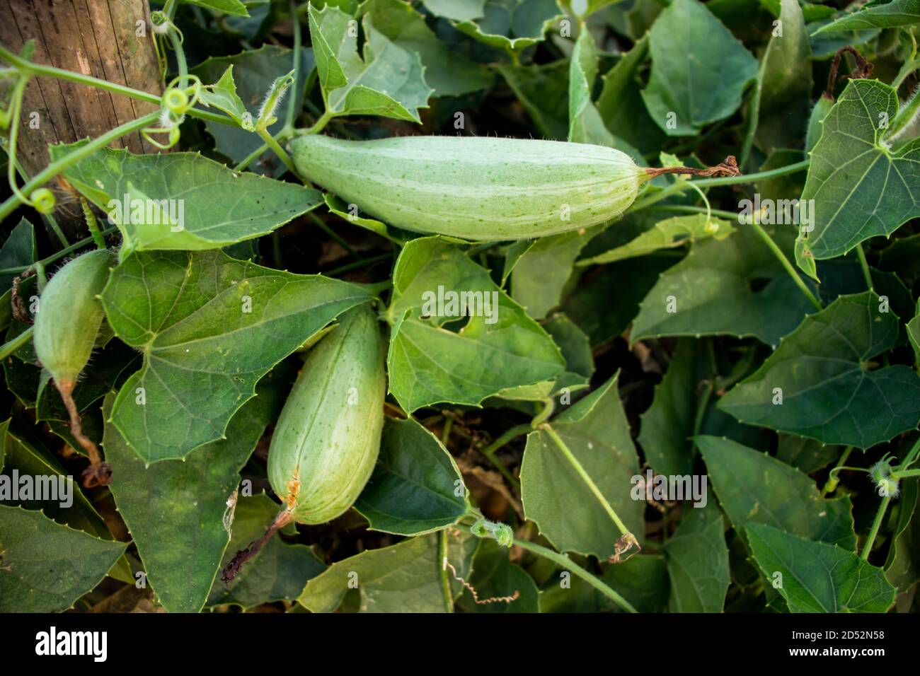 Pointed Gourd High Resolution Stock Photography and Images Alamy