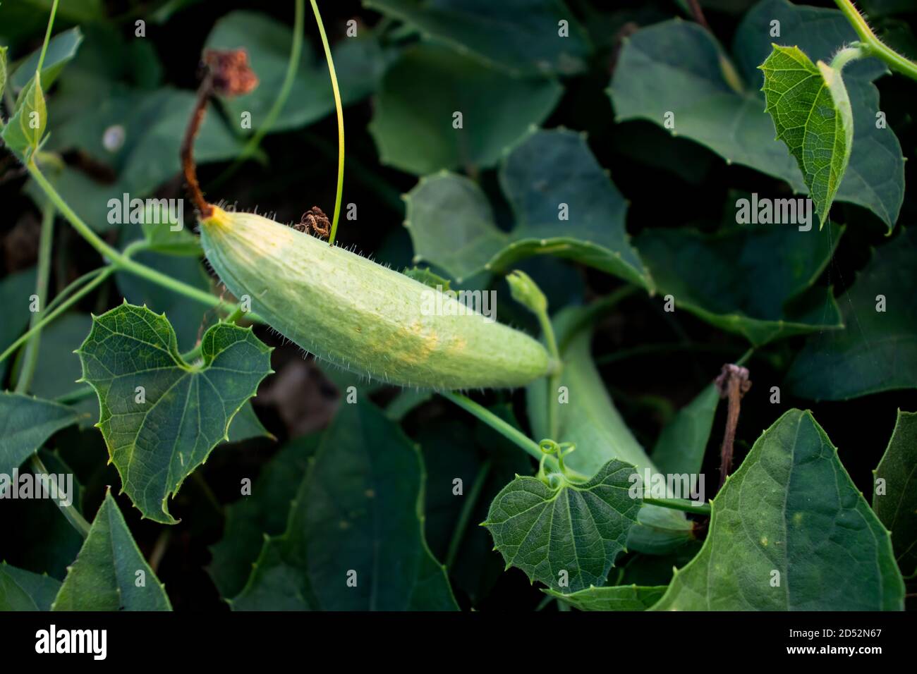 Pointed gourd hires stock photography and images Alamy