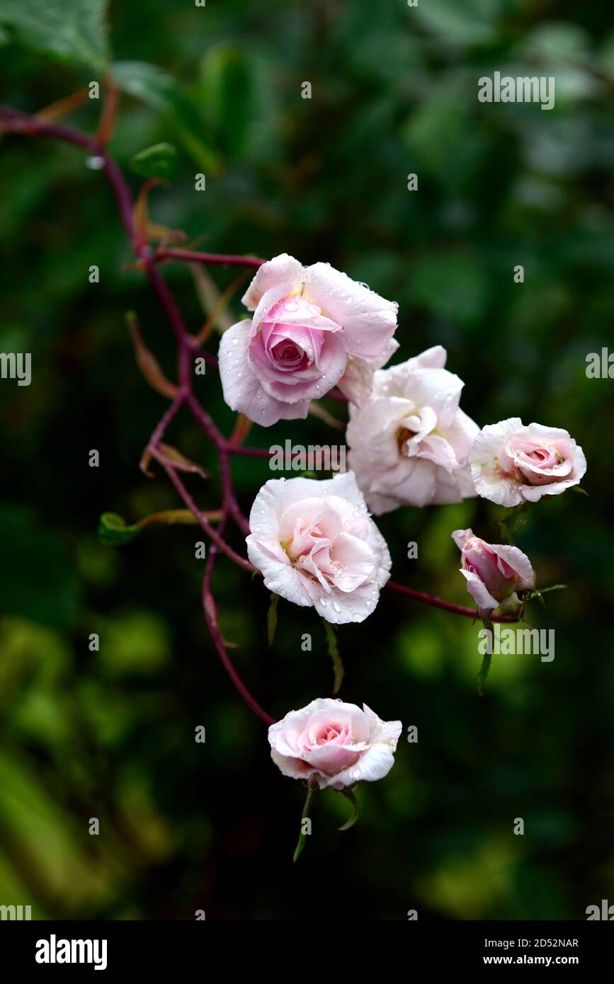 rosa Bloomfield Abundance,rosa Bloomfield Abundance, rose,roses,blush pink rose,flowers, flowering,RM Floral Stock Photo