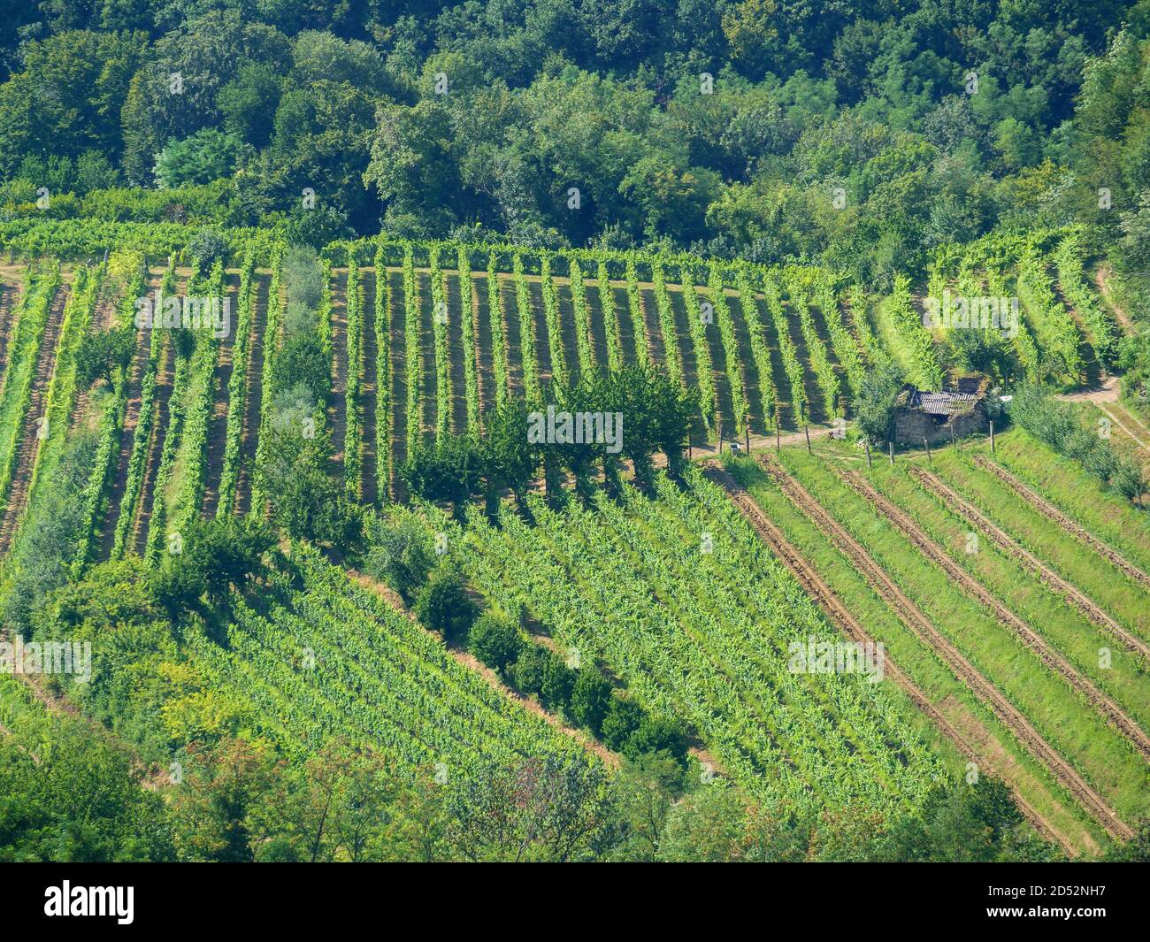 Aerial view on green grapevines in Italy Stock Photo
