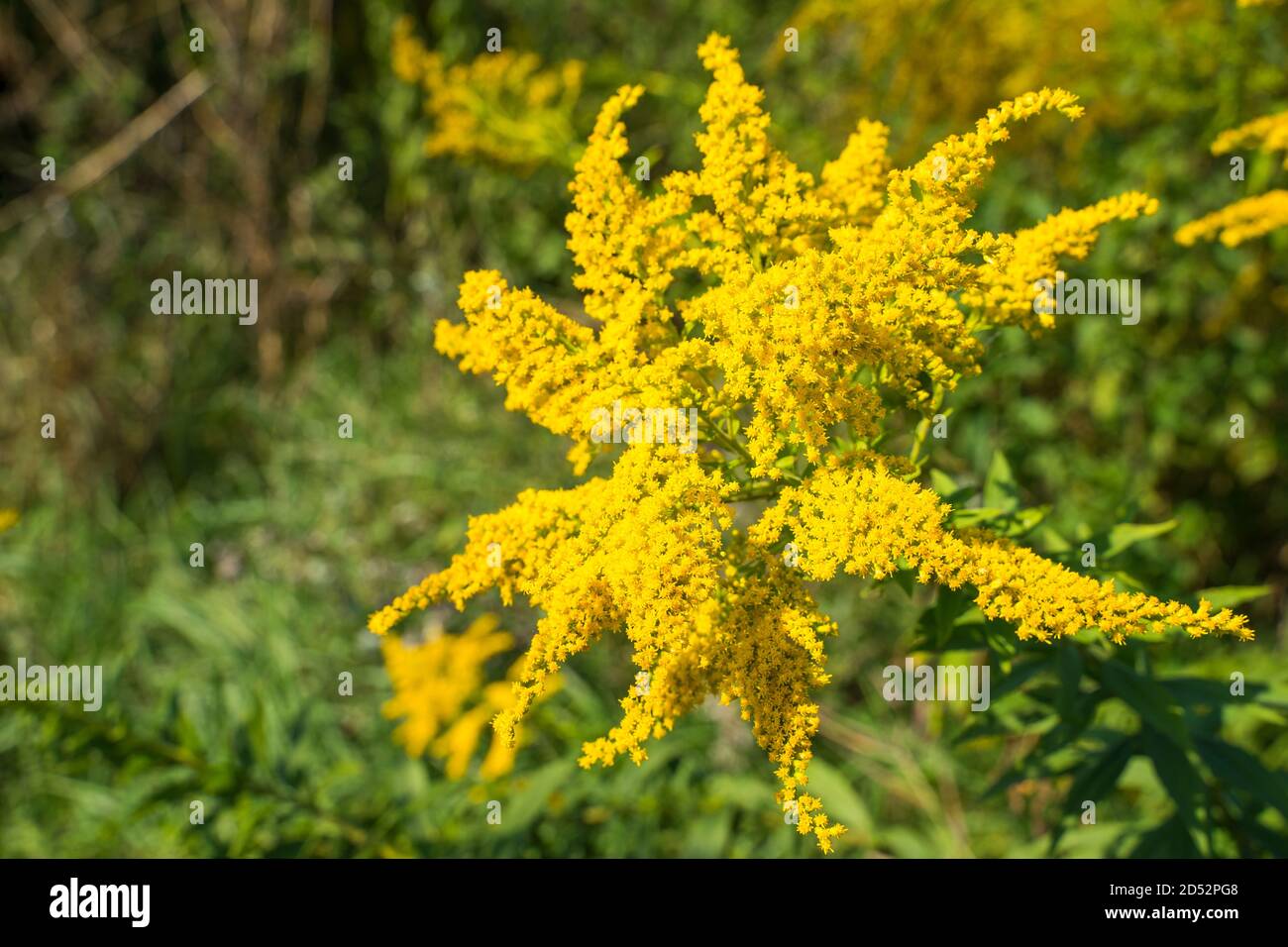 Wild non cultivated allergic plant weed hazardous to health