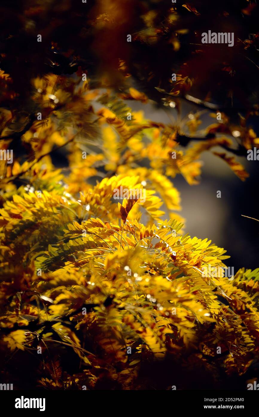 Yellow, orange and brown autumn leaves and foliage from a Robinia pseudoacacia tree in a dark frame. Warm evening sunlight and bright backlight Stock Photo