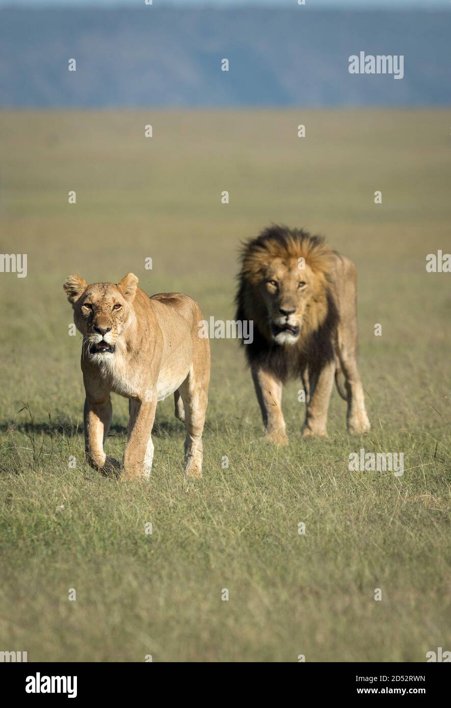 Lion full body vertical hi-res stock photography and images - Alamy