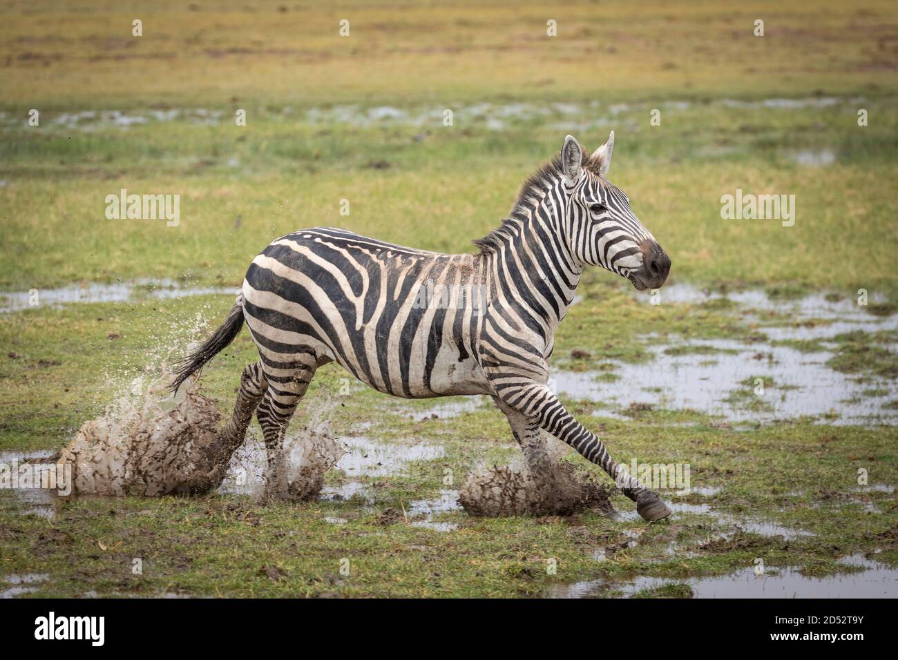 Adult zebra running in mud in Amboseli National Park in Kenya Stock Photo