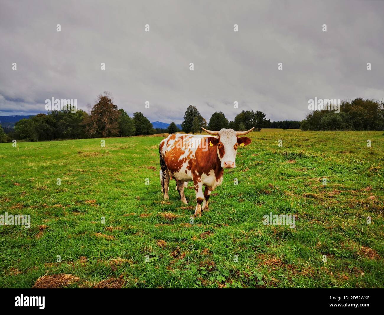 Pasture with grazing Hareford cows against a cloudy sky Stock Photo - Alamy
