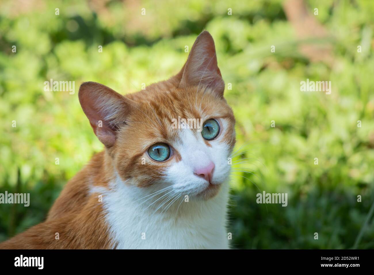 Mixed breed orange cat with green eyes staring Stock Photo