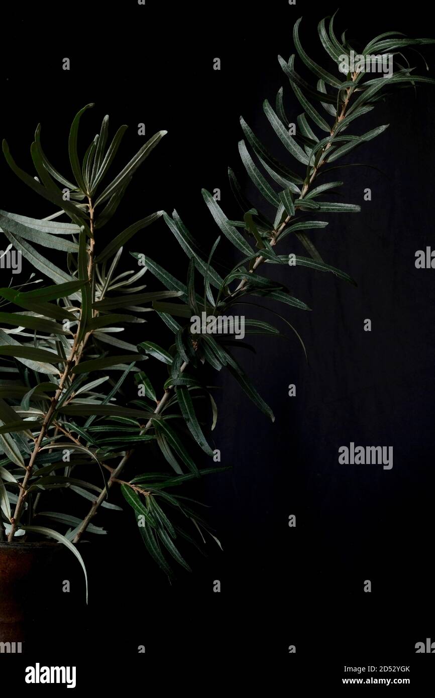 Beautiful gray-silver branches of a sea buckthorn plant in an old jug on a black background. minimalism interior design decoration. Stock Photo