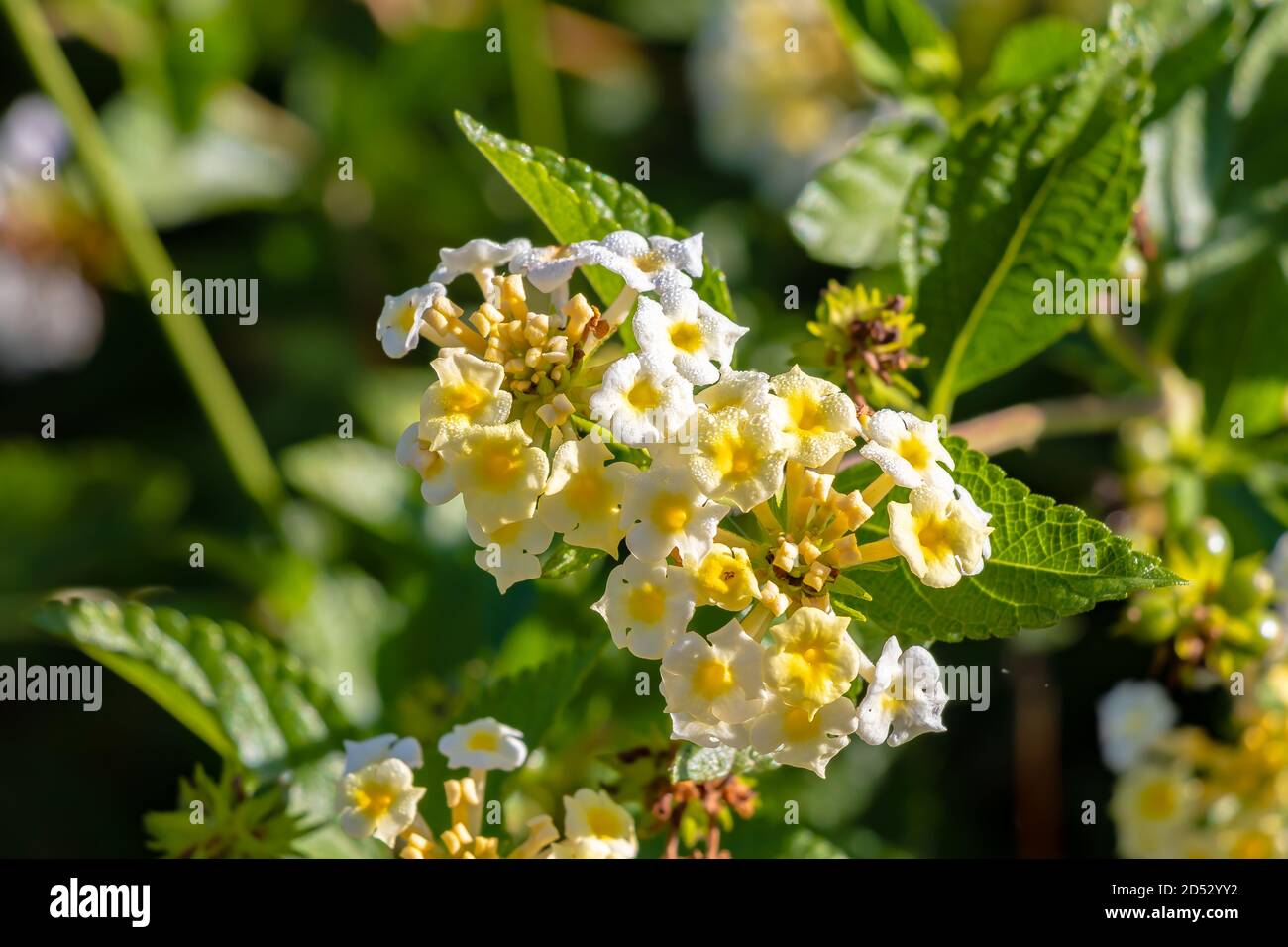 Lantana camara, Verbenaceae family. It's a Mediterranean garden plant highly appreciated for the amount of flowers it offers us and for the long perio Stock Photo