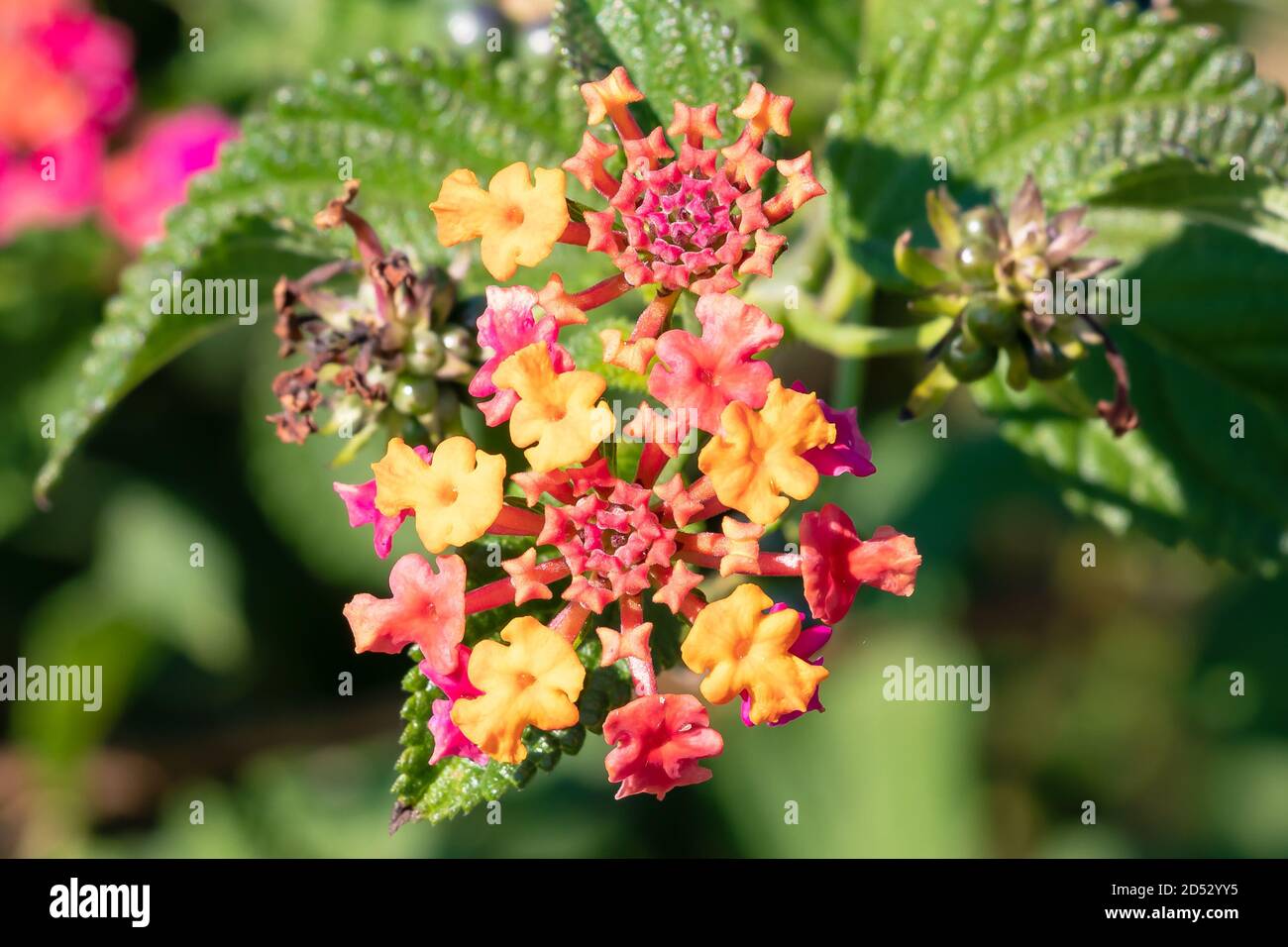 Lantana camara sanguinea, Verbenaceae family. It's a Mediterranean garden plant highly appreciated for the amount of flowers it offers us and for the Stock Photo