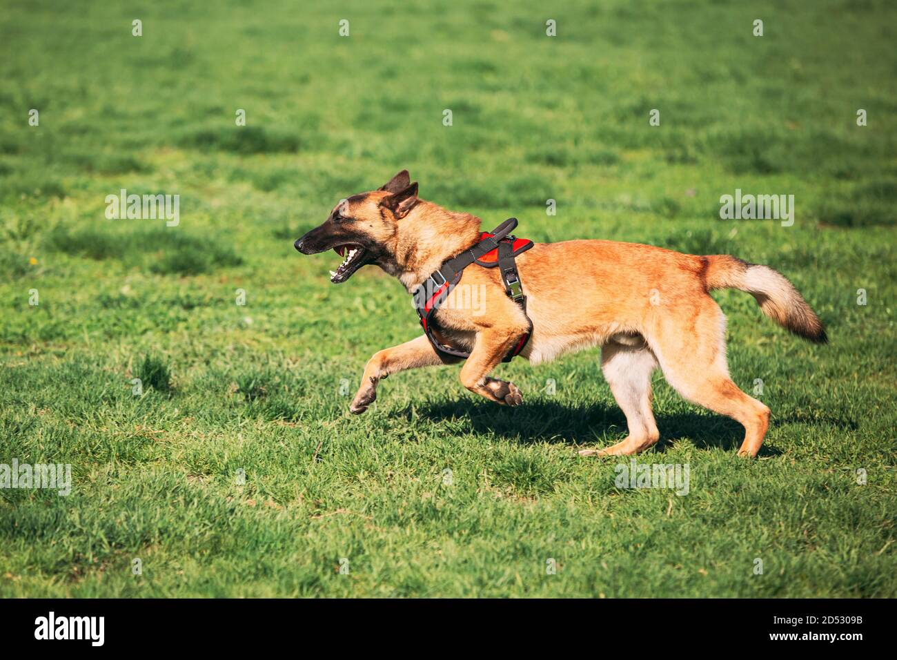 Berger Malinois High Resolution Stock Photography And Images Alamy