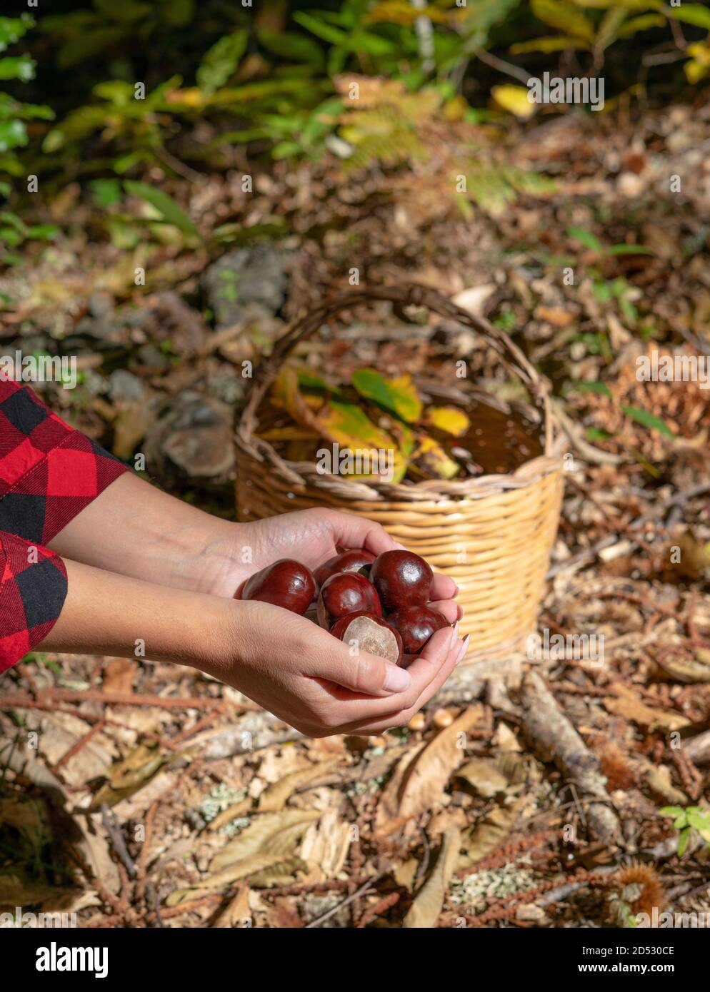 woman holding chestnuts for horses and a basket of chestnuts in the woods, Sardinian chestnuts, matte chestnuts, aritzo Stock Photo
