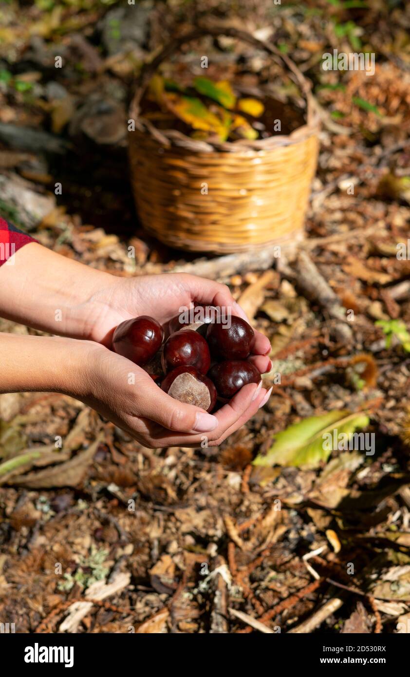 woman holding chestnuts for horses and a basket of chestnuts in the woods, Sardinian chestnuts, matte chestnuts, aritzo Stock Photo