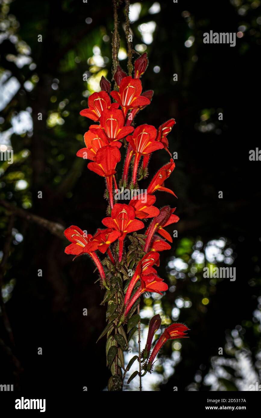 Columnea-microphylla red flowers hanging from tree in the cloud forest of Panama Stock Photo