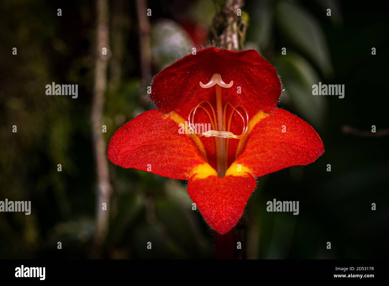 Columnea-microphylla close up red flowers hanging from tree in the cloud forest of Panama Stock Photo