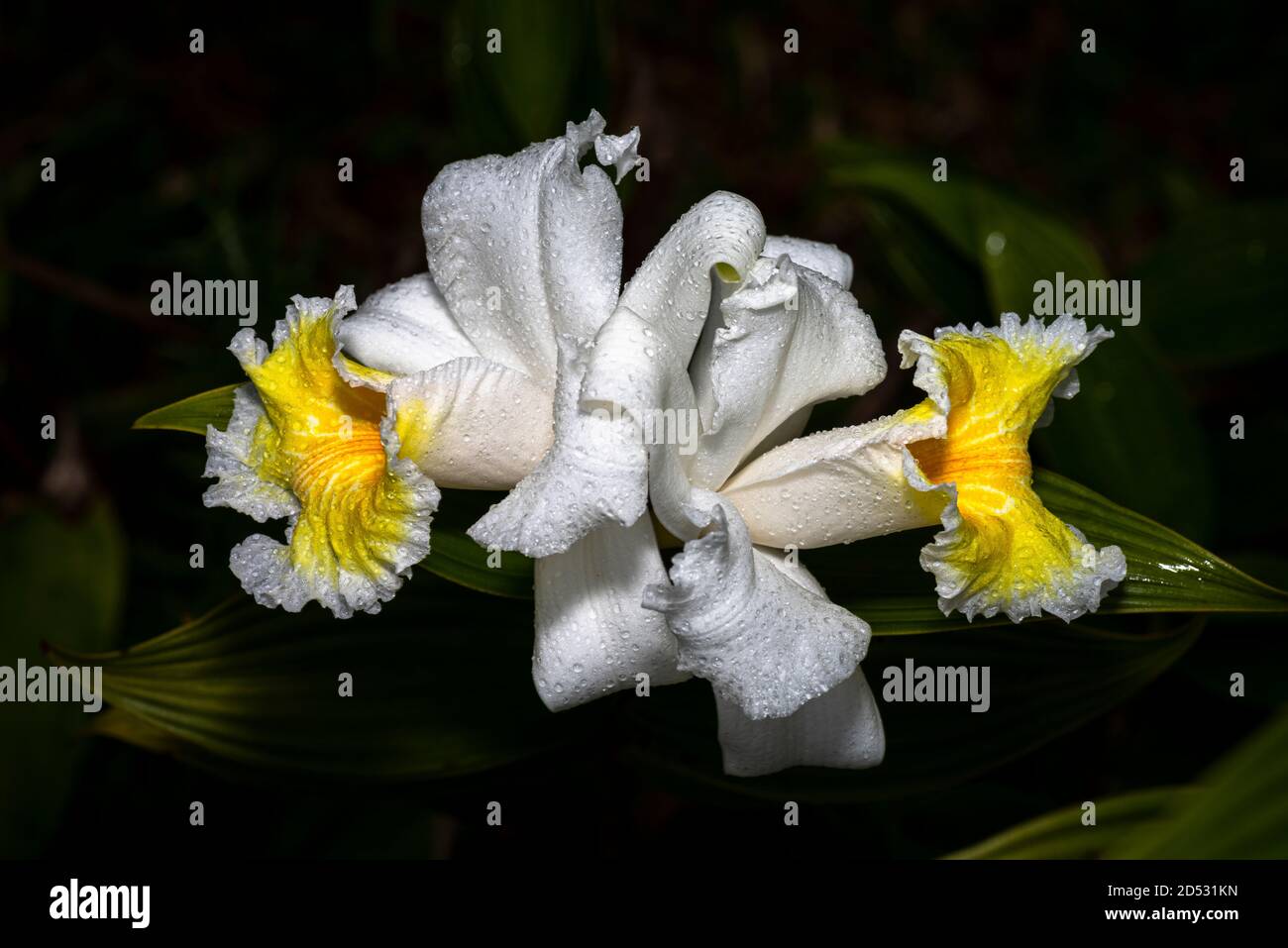2 white sobralia orchid flowers in full bloom image taken in Panama Stock Photo