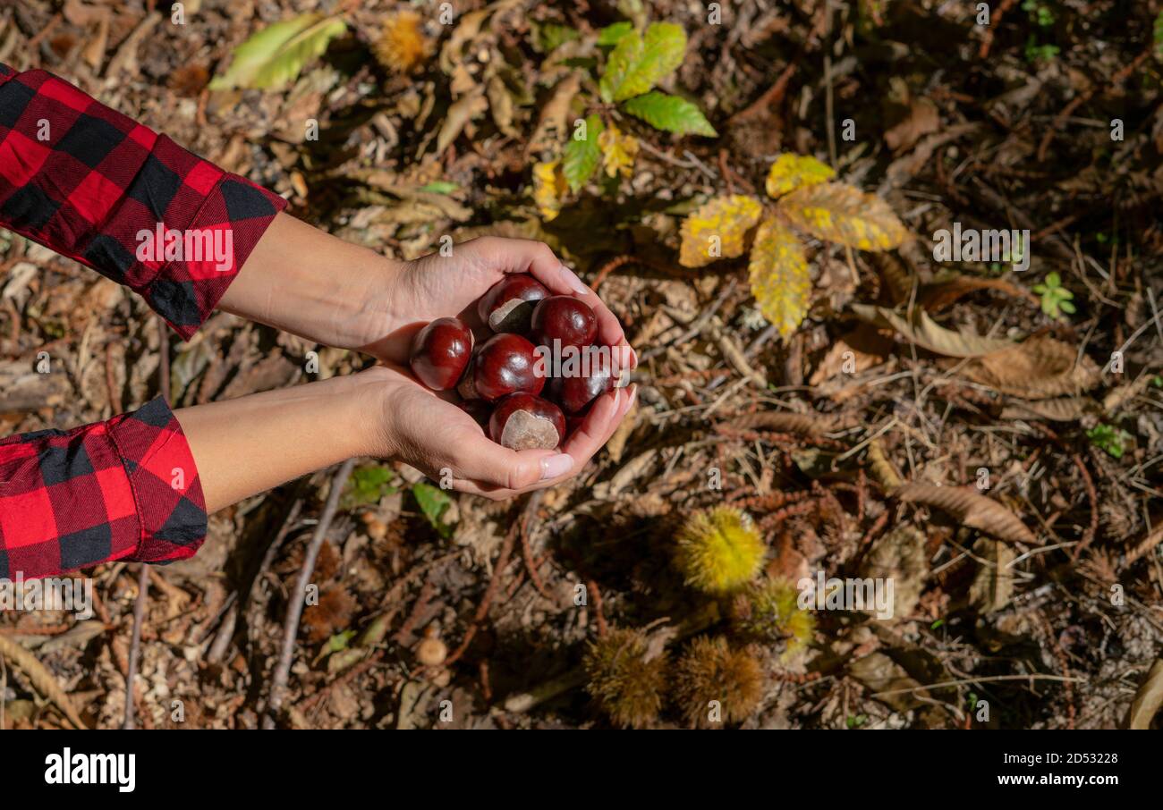 woman holding chestnuts for horses and a basket of chestnuts in the woods, Sardinian chestnuts, matte chestnuts, aritzo Stock Photo