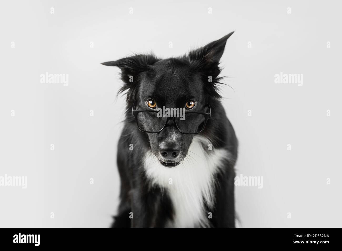 Close up portrait of funny dog wearing glasses. Shocked Border Collie nerd, back to school, animal intelligence concept. Adorable pet looking aside is Stock Photo