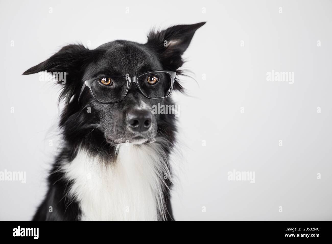 Close up portrait of funny dog wearing glasses. Border Collie nerd, back to school, animal intelligence concept. Adorable pet looking aside isolated o Stock Photo