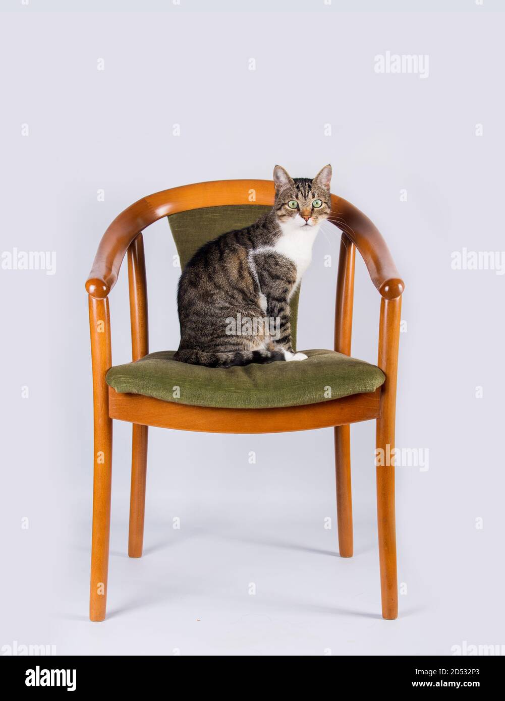 Black cat sitting on a chair hi res stock photography and images Alamy