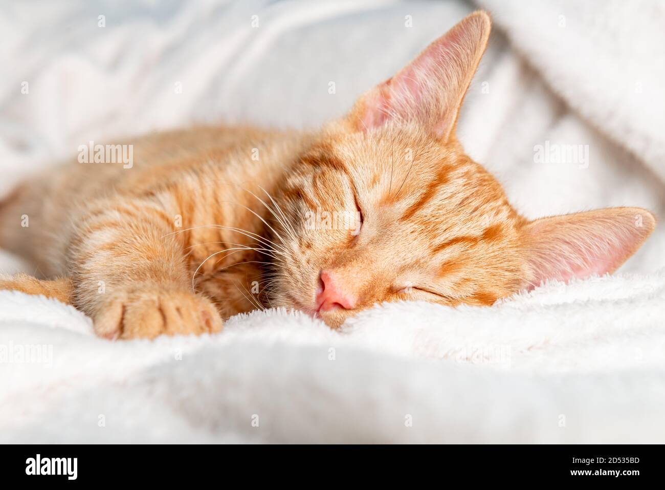 Cute ginger kitten sleeps Stock Photo - Alamy