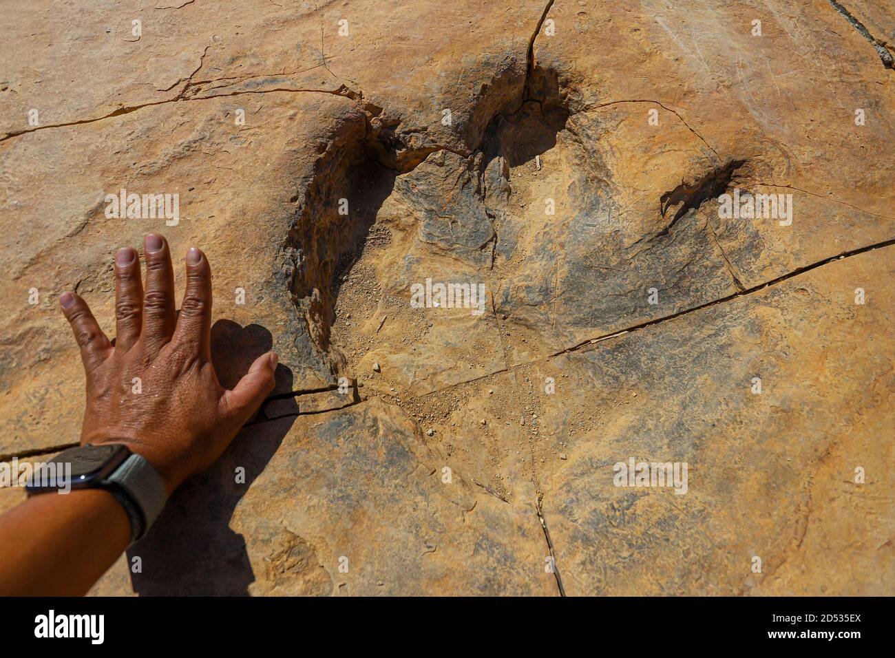 Footprint of a hadrosaur 'duckbill', a fossilized dinosaur on flagstone in  a canyon in Esqueda, Sonora, Mexico. This area is now a Sonora Dinosaur  Park, where the dinosaur footprint route is promoted.