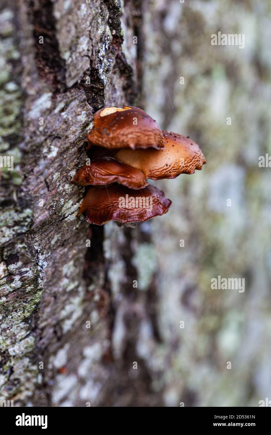 Fungus growing on the side of a tree in Steveston British Columbia Canada Stock Photo