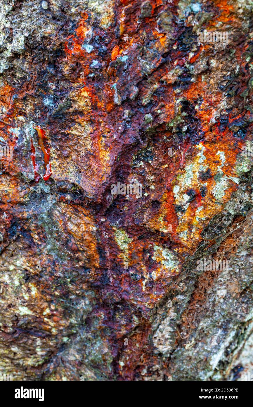 Abstract image of natural staining on the bark of a tree in Steveston British Columbia Canada Stock Photo