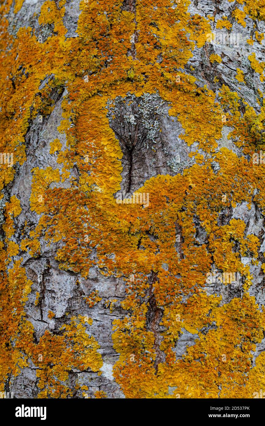 Orange lichen growing on the trunk of a living tree along the Steveston waterfront British Columbia Stock Photo