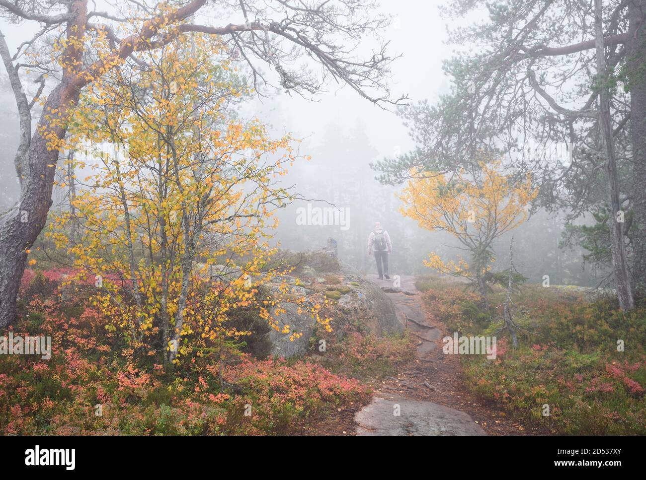 Man walking in forest fog trees hi-res stock photography and images - Alamy