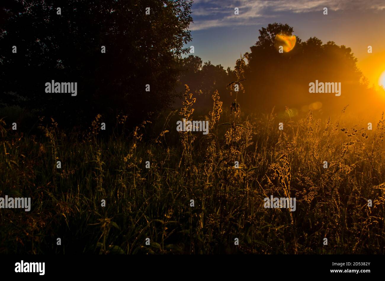 Thick course grass hi-res stock photography and images - Alamy