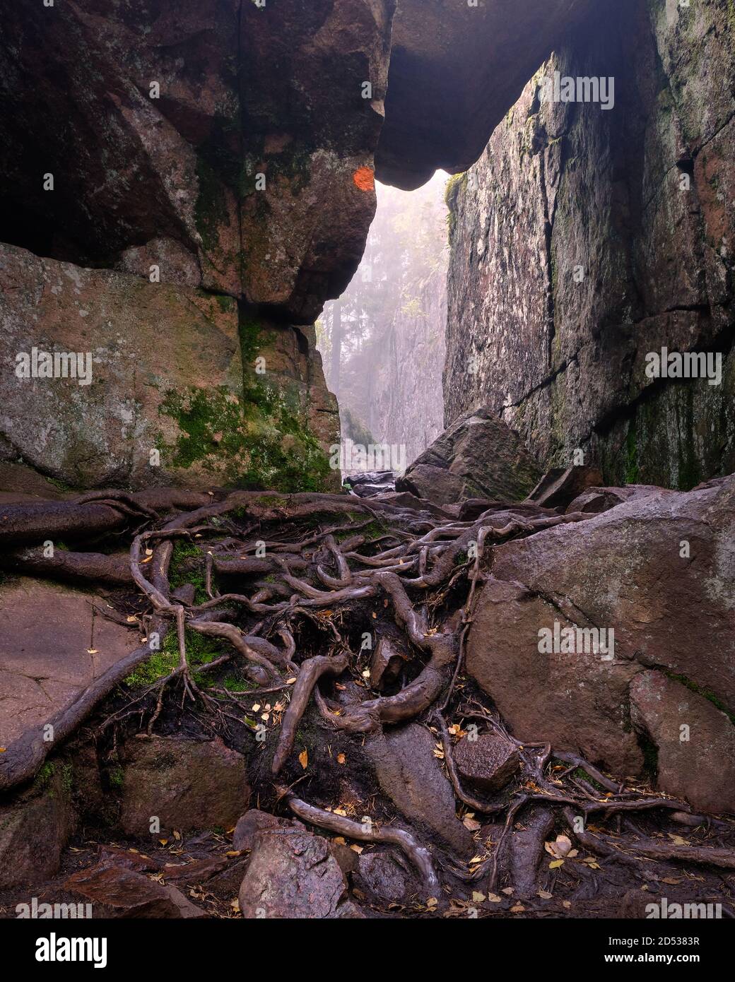 roots in the foreground and an entrance to the cliffs in the background Stock Photo