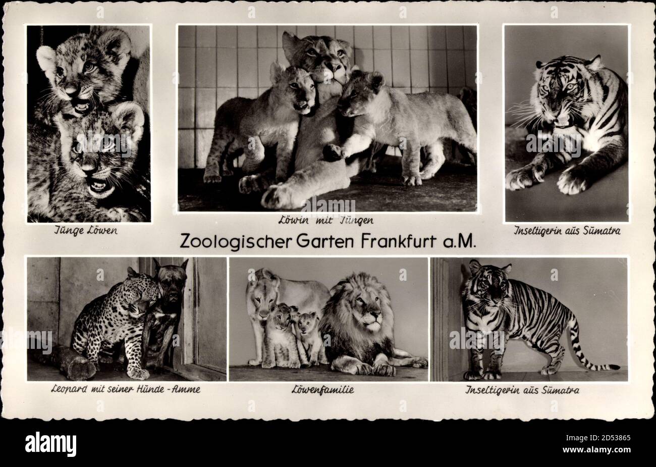 Frankfurt am Main, Zoologischer Garten, Löwen, Löwin, Leopard, Tiger