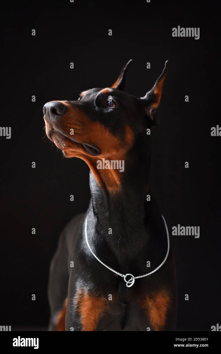 Portrait of a young and beautiful Doberman on a black background in high quality Stock Photo