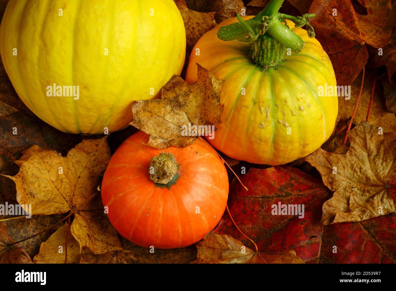 Orange and yellow squashes with autumn leaves. Stock Photo