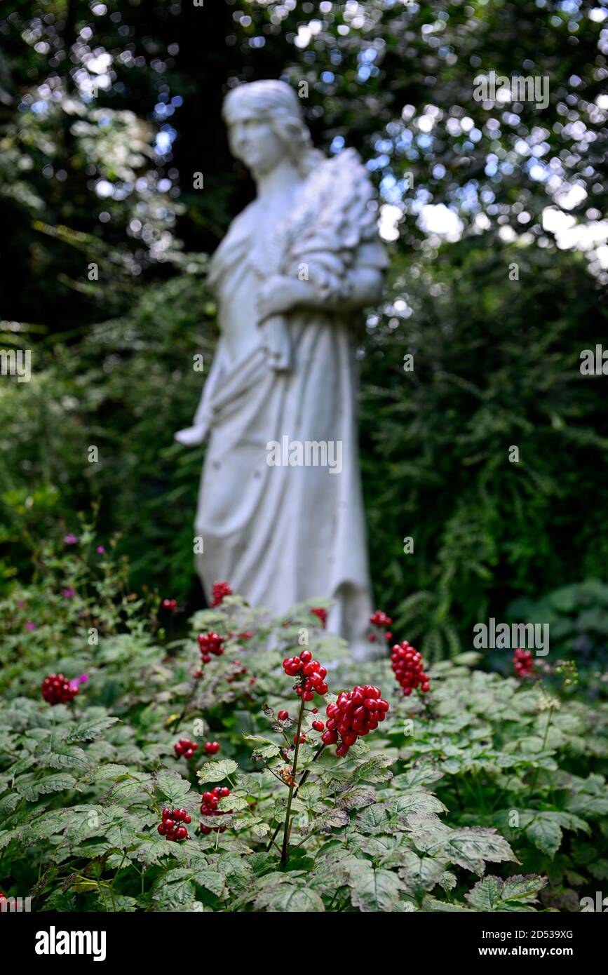 red berries,Actaea rubra,red baneberry,chinaberry,wood,woodland garden,shade,shady,shaded,statue,formal gardens,RM floral Stock Photo