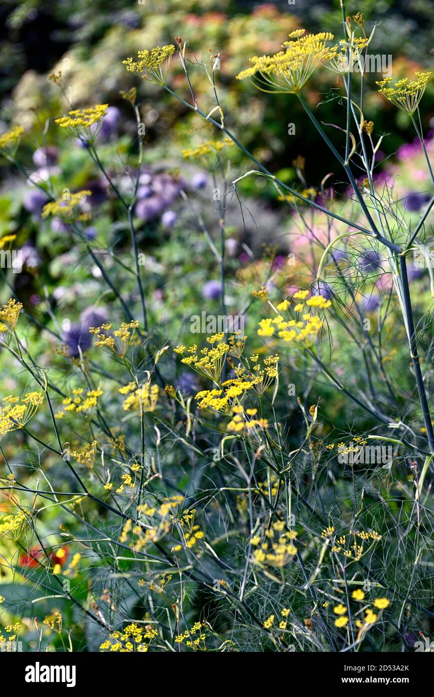 foeniculum vulgare purpureum,purple,fennel,bronze fennel,bed,border,foliage,leaves,RM Floral Stock Photo