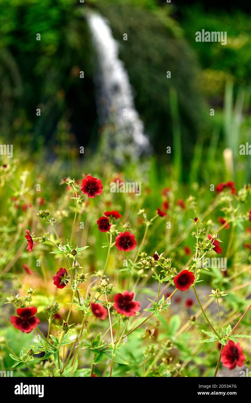 Potentilla thurberi Monarch’s Velvet,Cinquefoil,red flower,flowers,flowering,perennial,Cinquefoils,RM floral Stock Photo