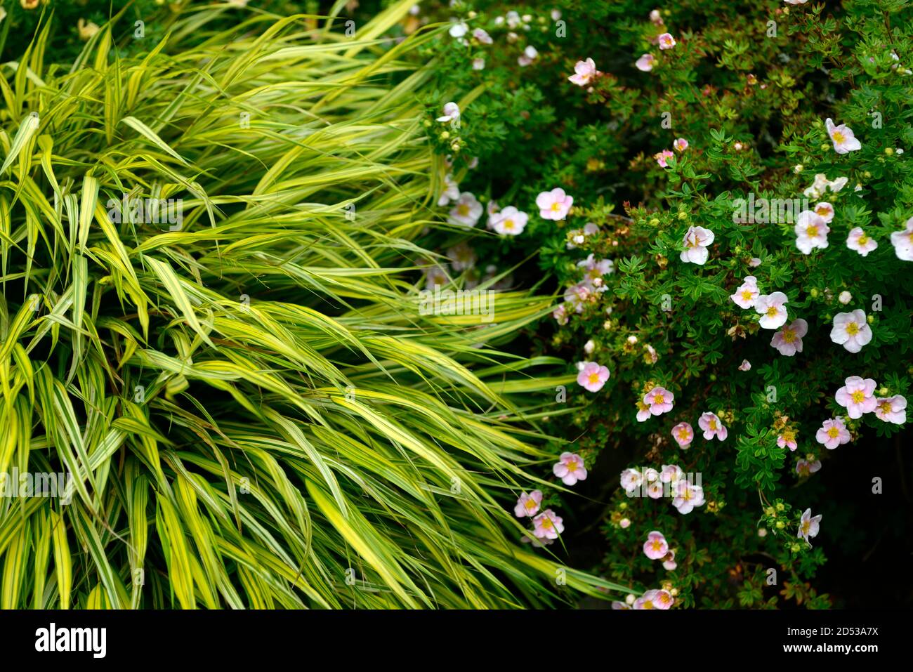 Hakonechloa macra Aureola,Golden Japanese forest grass,grasses,Helianthemum Wisley Pink,rock rose,variegated,foliage,leaves,shade,shady,shaded,garden, Stock Photo
